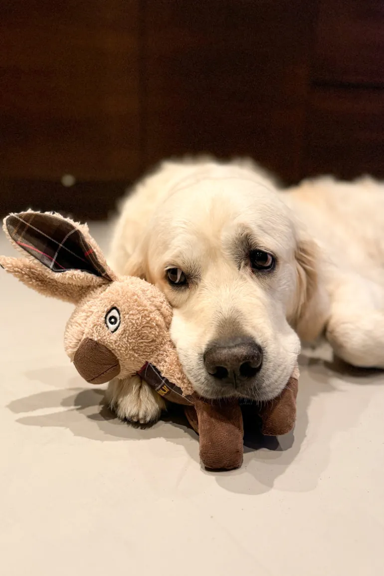 Rabbit Dog Toy
